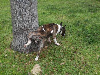 Dog on field