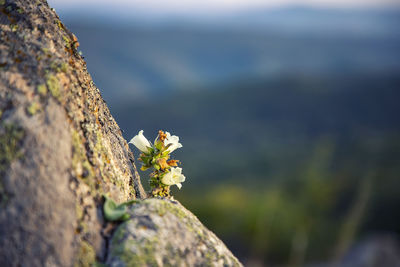 Close-up of plant on rock against wall