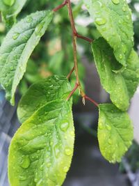 Close-up of wet plant leaves