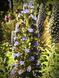 Close-up of purple flowering plants in park