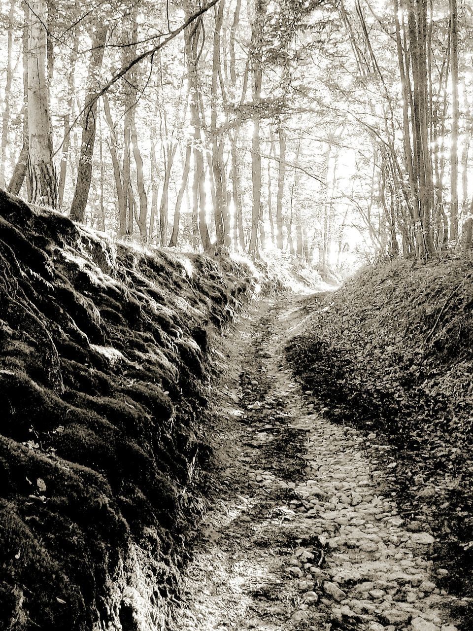 VIEW OF DIRT ROAD THROUGH FOREST