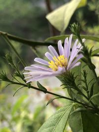 Close-up of purple flowering plant