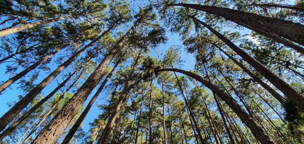 Low angle view of trees against sky