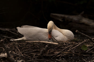 Close-up of birds in nest