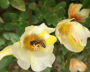 Close-up of bee pollinating on flower