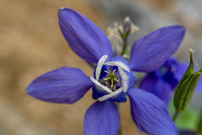 Close-up of purple flowering plant