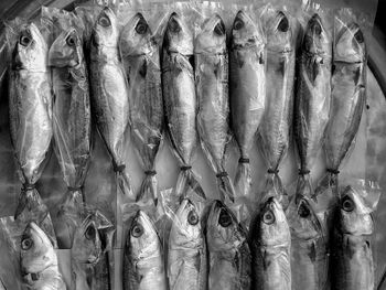 View of fish for sale in market