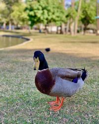 Close-up of duck on field