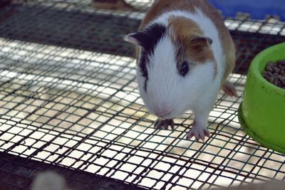 Guinea pig in cage