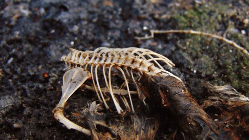 Close-up of lizard on ground