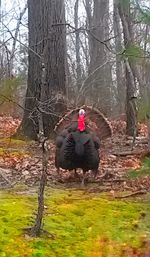 Man standing on tree trunk in forest