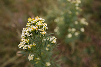 Close-up of white flowering plant