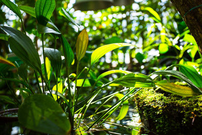 Close-up of fresh green plants