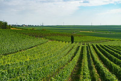 Scenic view of agricultural field against sky