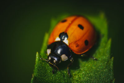 Close-up of ladybug on leaf