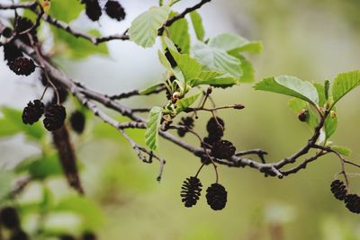 Close-up of berries growing on tree