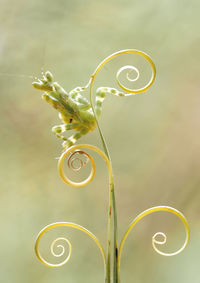 All about close up mantis photography