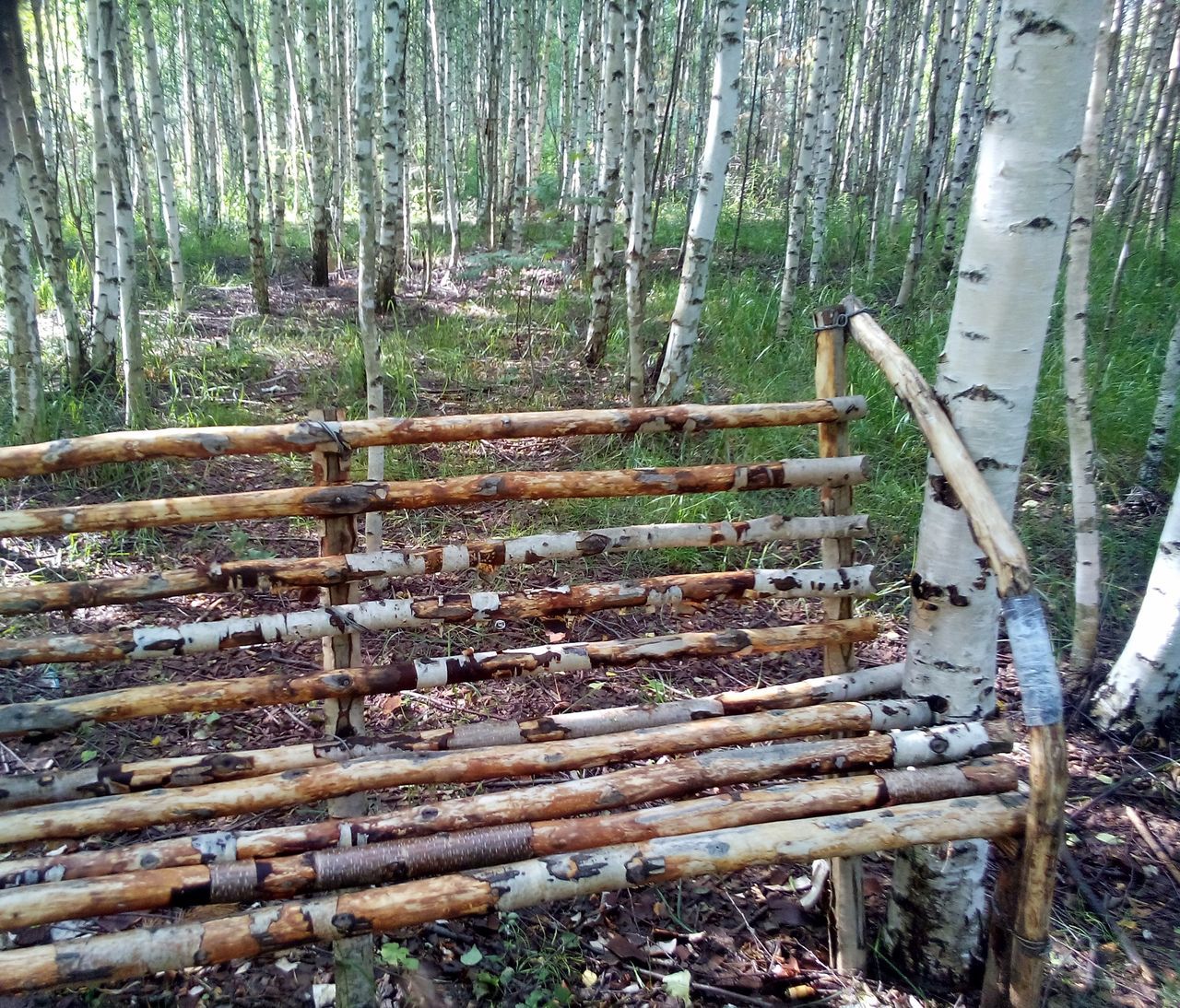 forest, tree, land, plant, wood - material, nature, no people, tranquility, day, woodland, bamboo, wood, growth, tranquil scene, tree trunk, outdoors, log, trunk, beauty in nature, non-urban scene, bamboo - plant