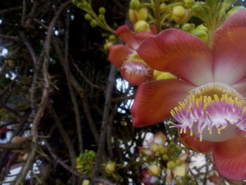 Close-up of flowers blooming outdoors