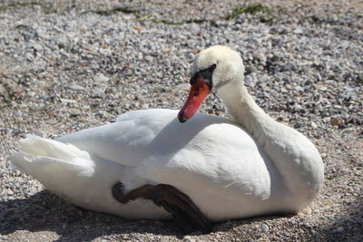 Close-up of swan on lake