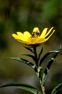 Flower pollination