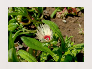 Close-up of flower blooming outdoors