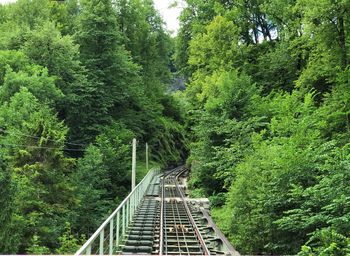 Footbridge amidst trees in forest