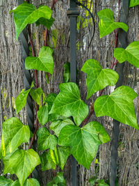 Close-up of fresh green leaves on plant