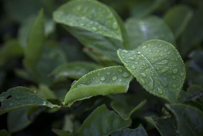 Close-up of wet plant during monsoon