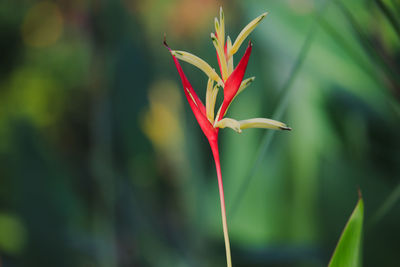 Red-yellow flowers, nature, red-yellow-clawed flowers, green leaves, morning in the garden