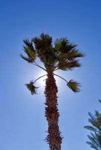 Low angle view of coconut palm tree against clear blue sky