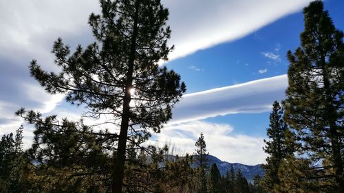 Low angle view of trees against cloudy sky