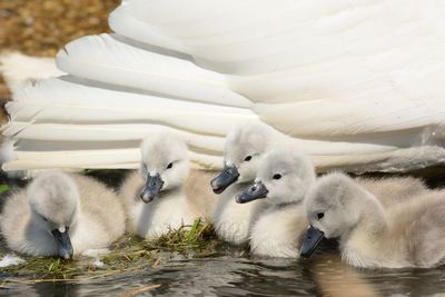 Close-up of cygnets swimming on lake