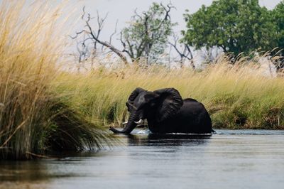 Elephant in lake