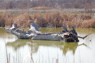 Reflection of driftwood on water in lake