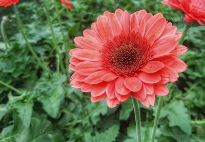 Close-up of flower blooming outdoors