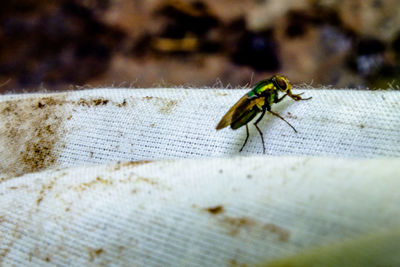 Close-up of bee