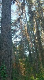 Low angle view of trees in forest