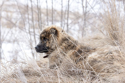 View of an animal on land