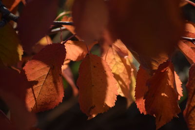 Close-up of autumn leaves