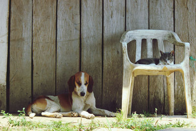 Portrait of dog and cat sitting on wood against wall