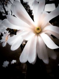 Close-up of white flowers blooming outdoors