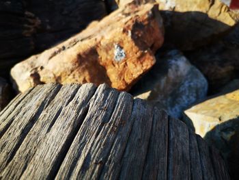 Close-up of logs in forest