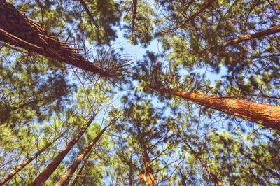 Low angle view of trees against sky