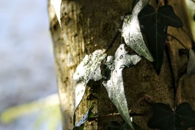 Close-up of insect