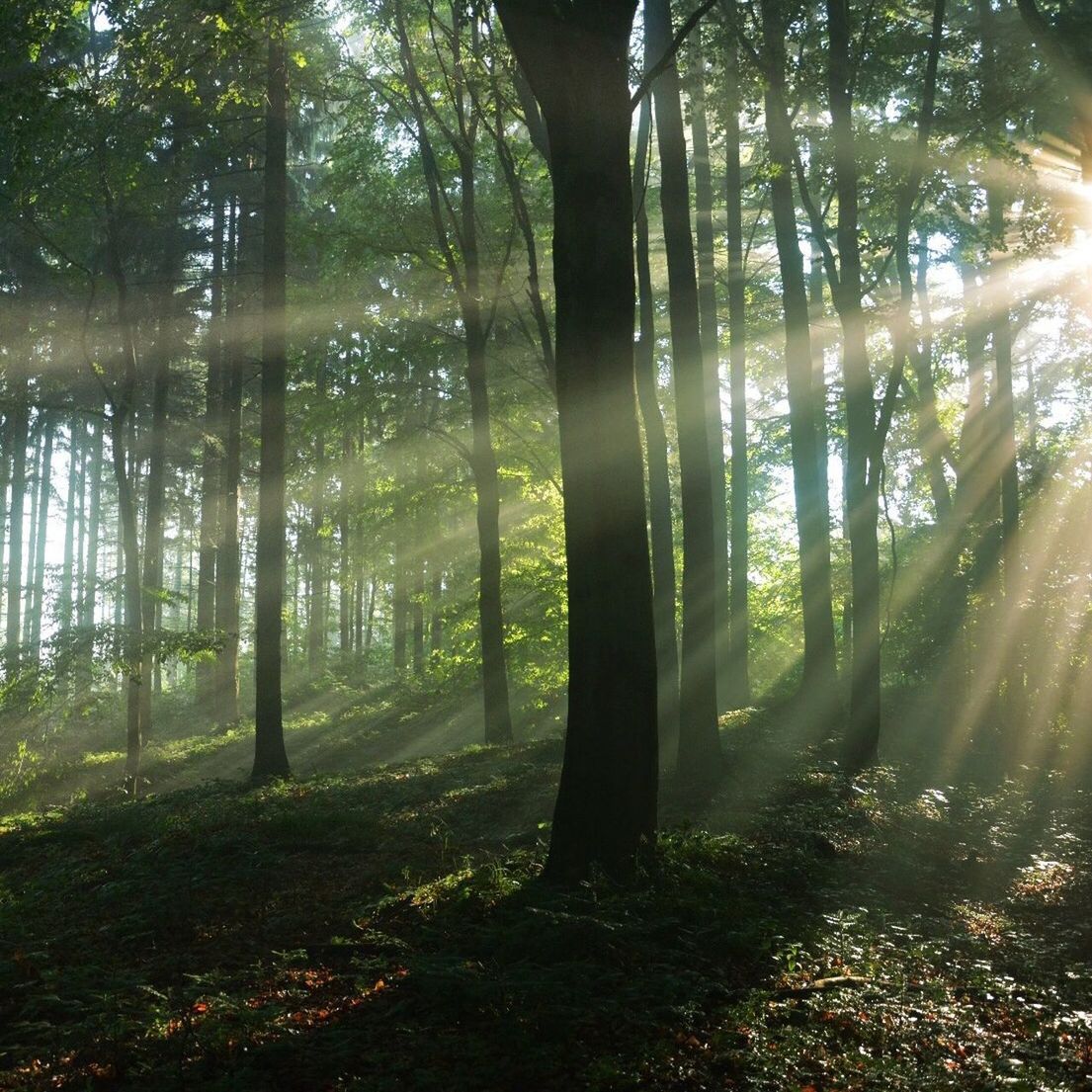 tree, growth, sunlight, nature, tranquility, beauty in nature, plant, sunbeam, forest, green color, branch, day, no people, tranquil scene, low angle view, outdoors, tree trunk, leaf, shadow, sun