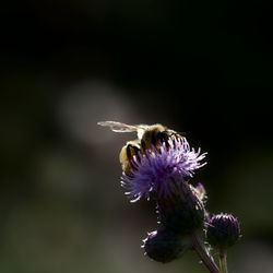 Close-up of bee on thistle flower
