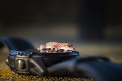 Close-up of gecko 