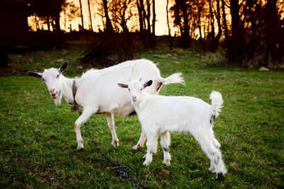 Sheep standing in a field