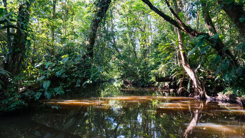 Scenic view of lake in forest